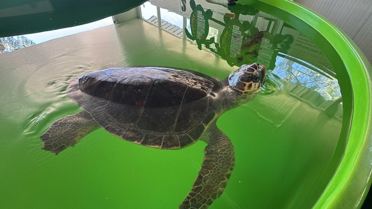 Tourists Advised to Watch Out for Loggerhead Sea Turtles