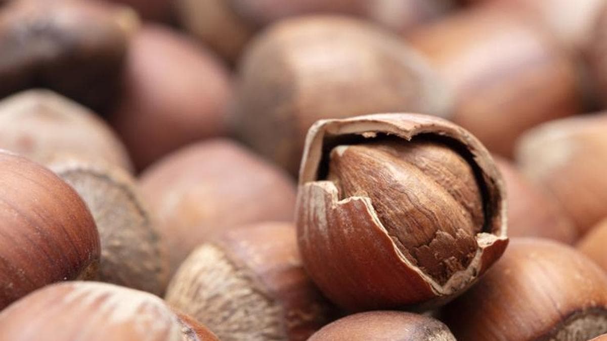 TMO Announces Expected Hazelnut Prices for 2026: Giresun and Levant Quality Rates Anticipated