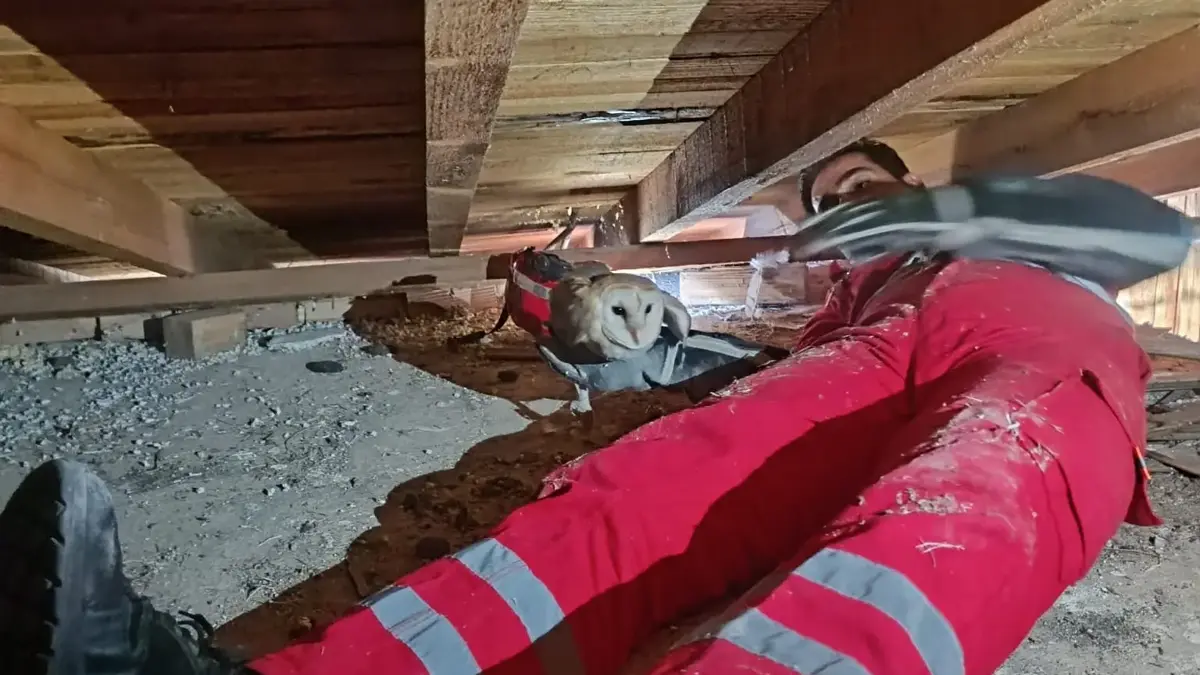 Tavan Arasındaki Baykuşun Kurtarılması Başarıyla Gerçekleşti