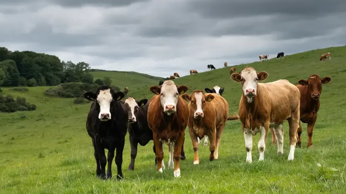 New Regulations Introduced for Animal Transportation in Turkey