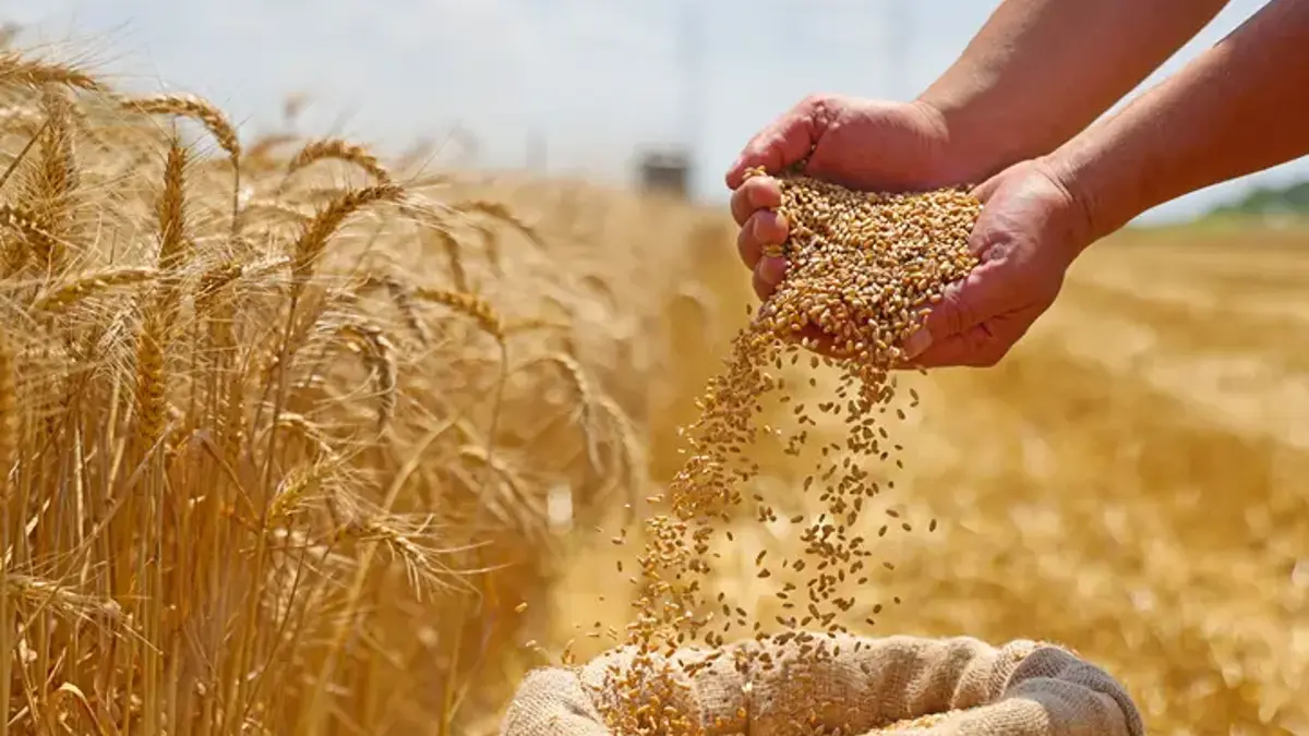 Significant Drop in Wheat Prices: September Sees 12.7% Decline