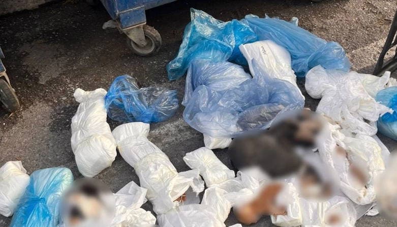 İzmir'de 33 Kedinin Ölümü Üzerine Soruşturma: Savcılıktan İtiraz