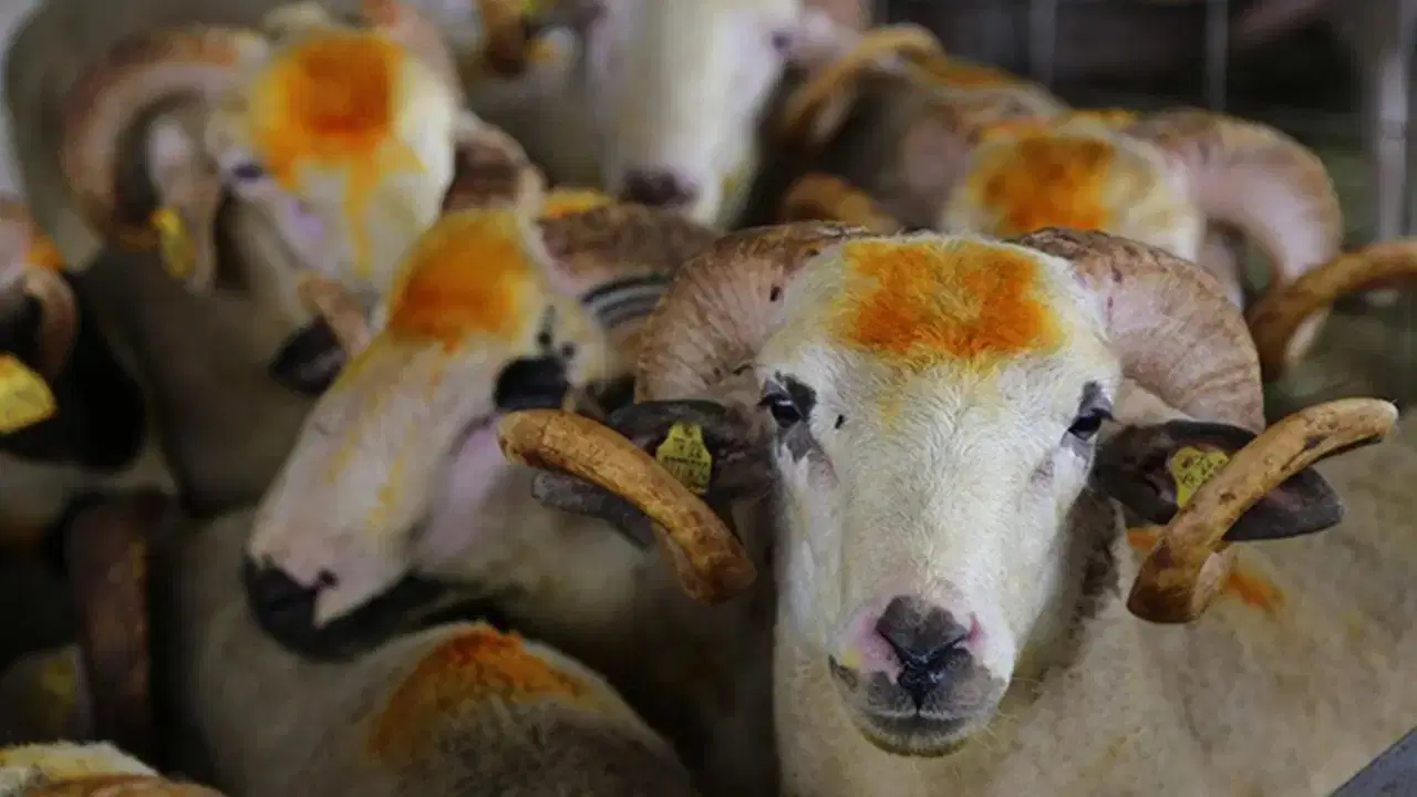 Consumers Warned About Fake Online Livestock Ads for Sacrificial Animals