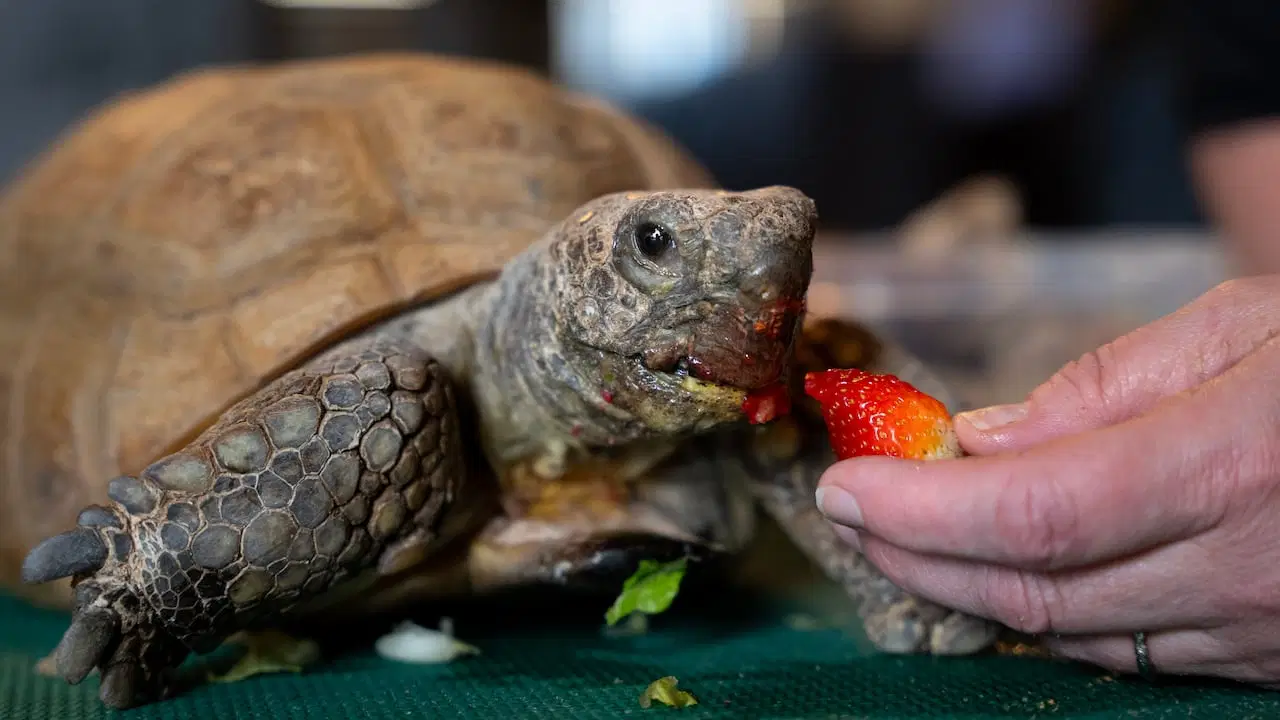 World's Oldest Turtle Gus Receives Global Support Ahead of Surgery