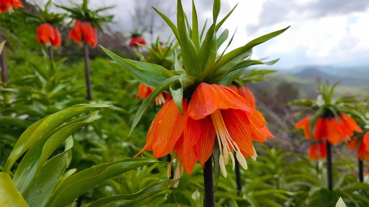 Exciting Discovery in Science: The 'Sason Tulip' Officially Recognized