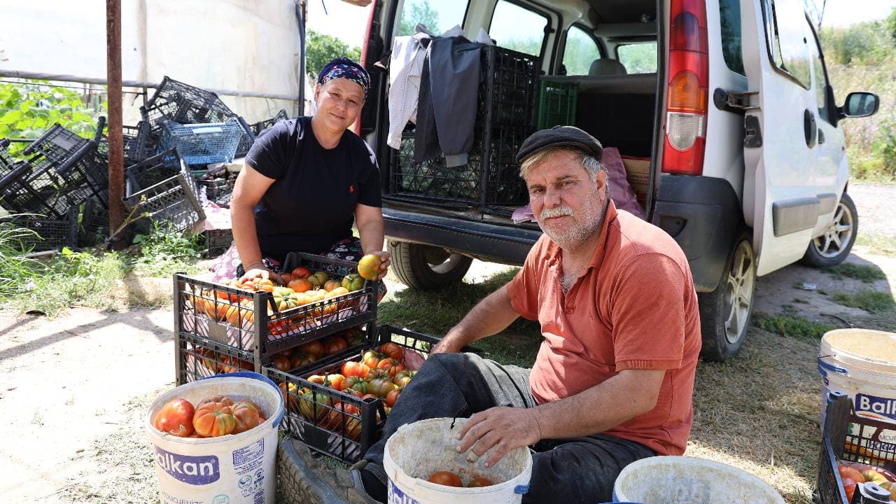 Harvest Season Begins for Unique 'Dangalak' Tomatoes in Aydın's İncirliova