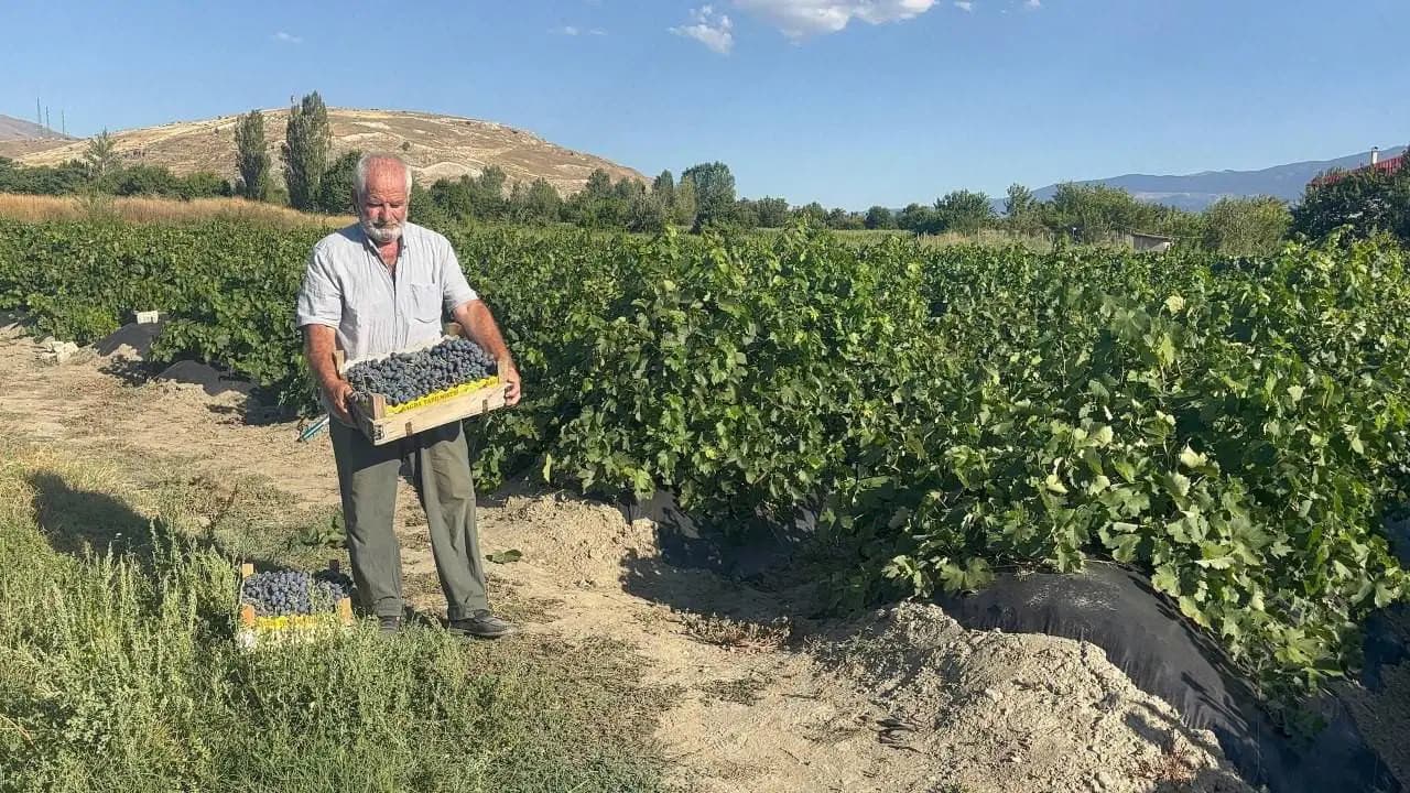 Erzincan's 'Black Pearl': Cimin Grapes Begin Harvest as Global Demand Grows