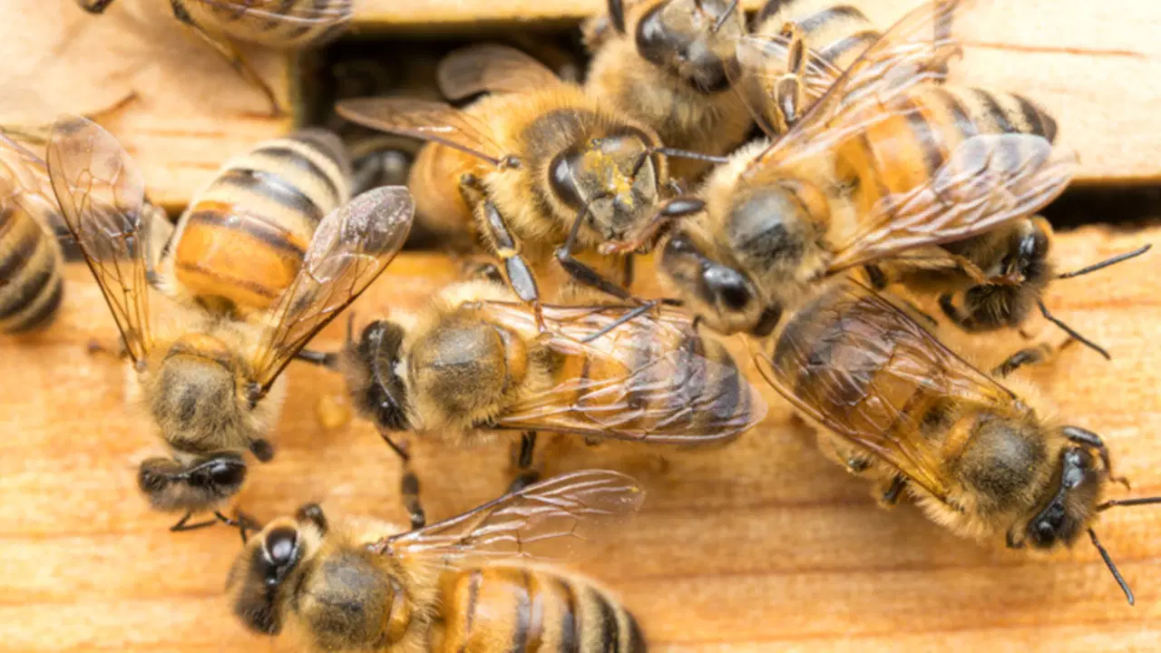 New Regulations Introduced for Raw Bee Venom Collection