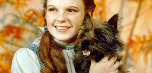Test Your Knowledge of Animal Films: From Harry Potter to The Jungle Book
