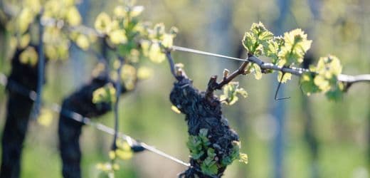 Global Wine Consumption Hits Lowest Levels Since 1957, Reports OIV