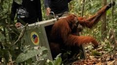 Endangered Orangutans Safely Returned to Their Natural Habitat Following Borneo Wildfires