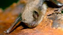 Tragic Death of 11-Year-Old Canadian Boy from Rabies After Bat Encounter