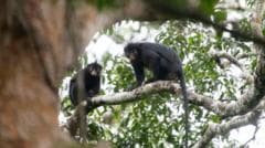 Rare Monkey Species with Distinct Orange Lips Discovered in DR Congo