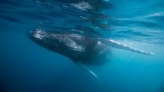 Ancient Whale Cemetery Unearthed in Indian Ocean, Dating Back Five Million Years