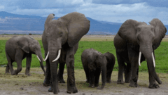 Cyanide-Poisoned Pesticide Responsible for Elephant Deaths in Kenya