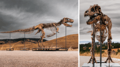 Tyrannosaurus rex: Tarihin En Pahalı Dinozor Satışı Gerçekleşti