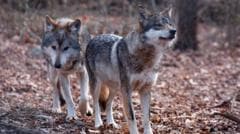Trump Revokes Endangered Species Act Protections for Grey Wolves
