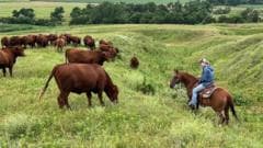 U.S. Ranchers Face Rising Expenses Amid Political Loyalty to Trump