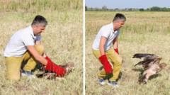 Rescued Serbian Eagle Released Back into Its Natural Habitat