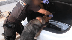 Spanish Authorities Detain 78 Individuals in Major Drug Smuggling Operation