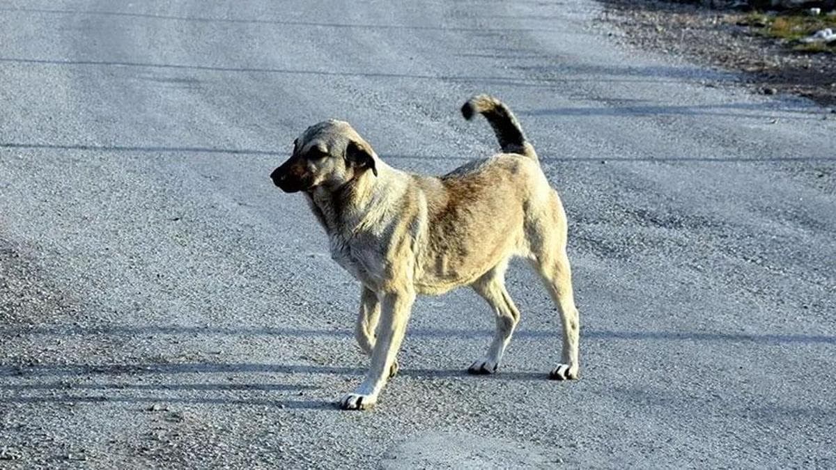 Ankara'da 52 Bin Sokak Hayvanı Toplandı