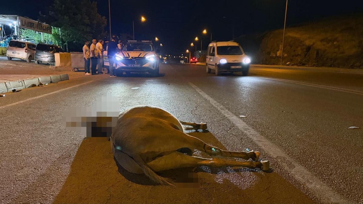 Donkey Dies After Collision with Minibus in Derik