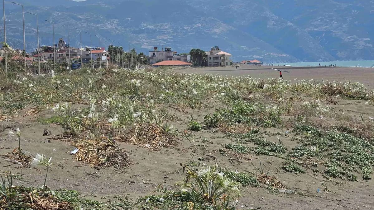 Samandağ Beach Transformed by Blooming Sea Lilies: Heavy Penalty for Picking Flowers