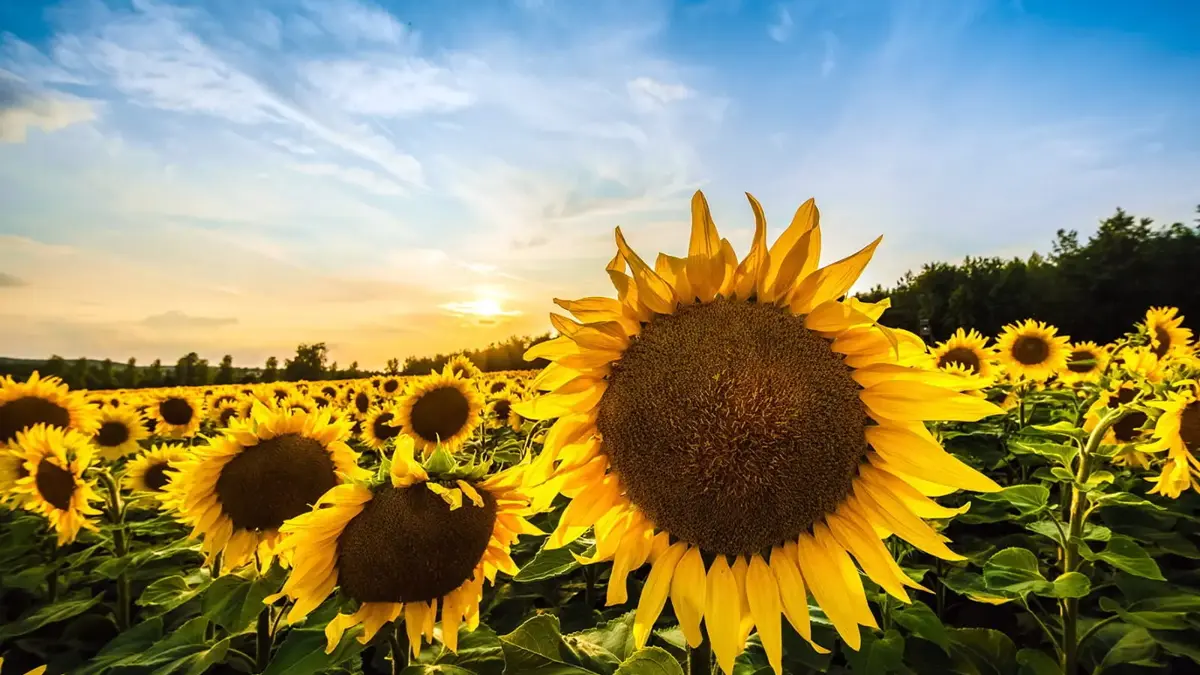 Trakya Birlik Announces Sunflower Purchase Price for 2026/2027 Season