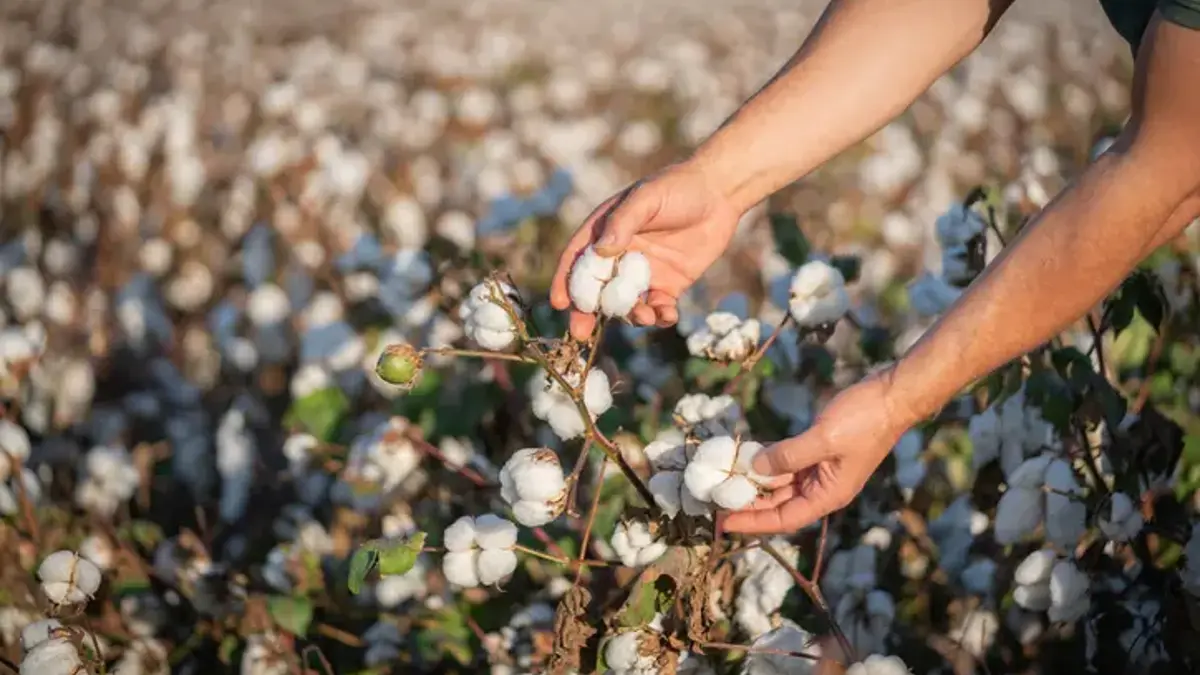 Cotton Prices Plummet: September Sees a 15.7% Drop
