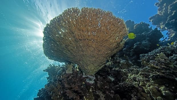 Turkey Launches Artificial Reef Projects to Enhance Marine Biodiversity