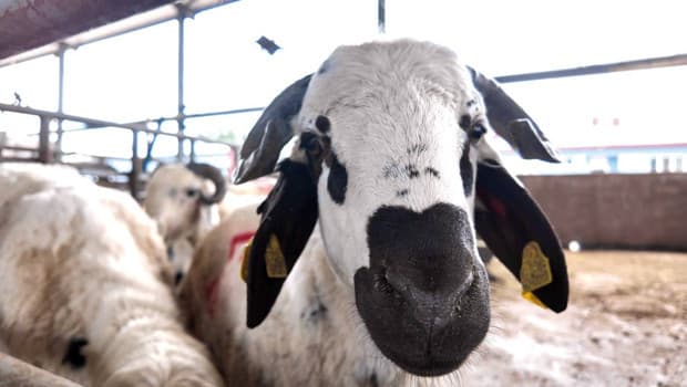 Health Risks Associated with Livestock During Sacrifice Season
