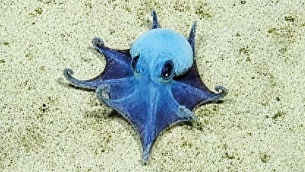 New Blue Octopus Species Discovered Near Galapagos Islands