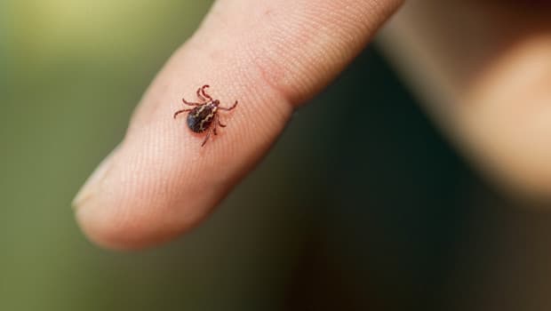 Rising Concerns Over Tick Infestation in Istanbul: What You Need to Know