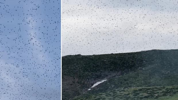 Bizarre Sight: Insect Swarm Covers the Sky in Elazığ