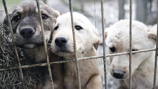 Investigation Launched Against Two Mayors Over Stray Dog Incidents