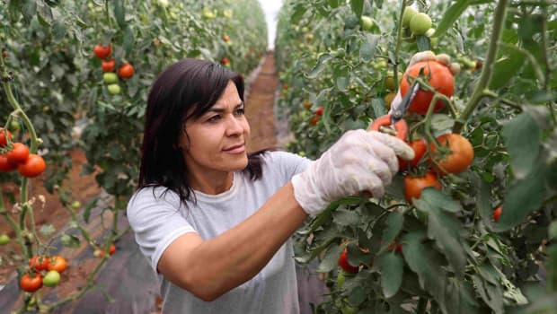 Ambitious Female Farmer Launches Tomato Production in Konya