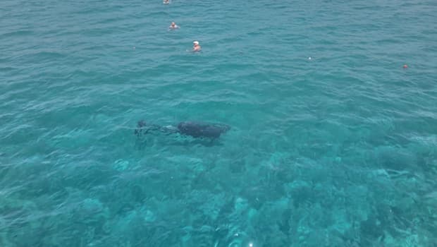 Alanya'da Sıra Dışı Anlar: Yunuslarla Yüzme Keyfi