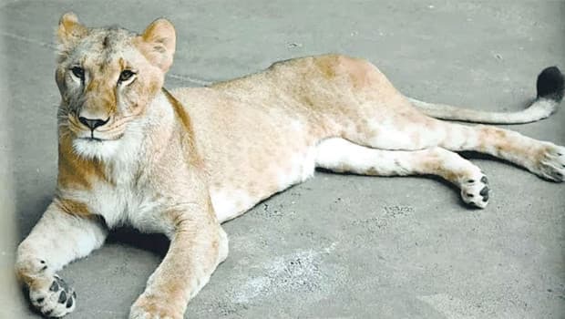 Three Female Lions Die Amidst Severe Heatwave in Japan