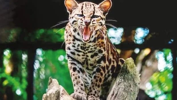 Scientists Discover New Wild Cat Species After Nearly a Century