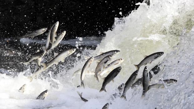 Van Lake's Unique Pearl Mullet Thrives Thanks to Conservation Efforts