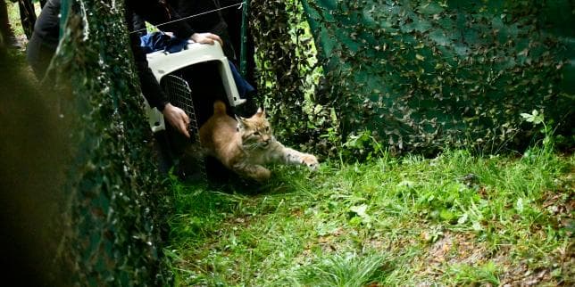 Reintroduction of Orphaned Lynx in France: A Strategic Move to Preserve the Wild Cat Species