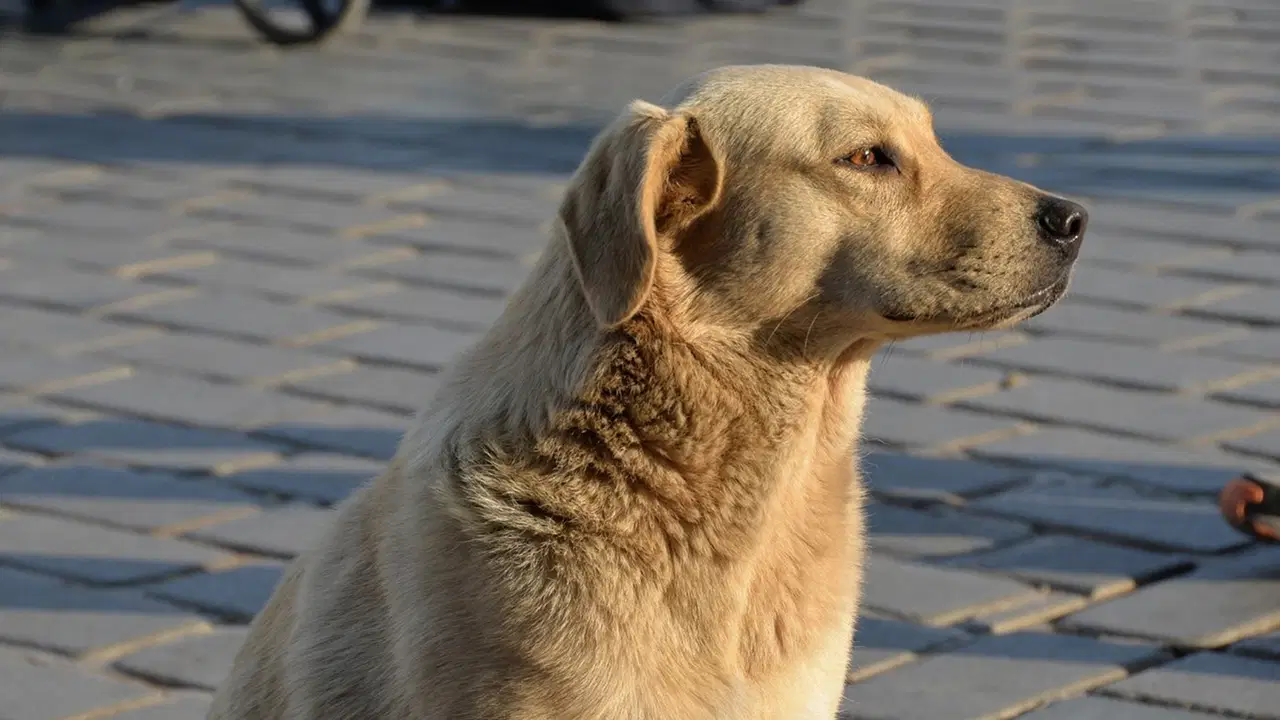 Sokak Köpeklerine Yönelik Denetim Süreci Başlatıldı