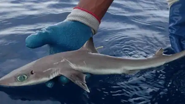Endangered Baby Sharks Released into Edremit Bay from Eskişehir Zoo
