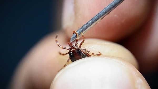 Increased Tick Population Poses Health Risks: Professor Issues Urgent Warning