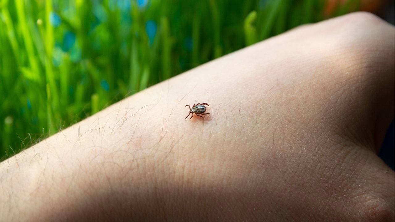 Increased Tick Risks During Summer: Expert Advises Against Using Alcohol or Cologne
