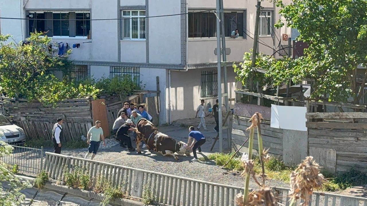 Crackdown on Illegal Sacrifices in Esenyurt During Eid al-Adha