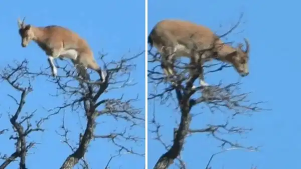 Breathtaking Sight: Wild Goat Spotted atop Tree in Artvin