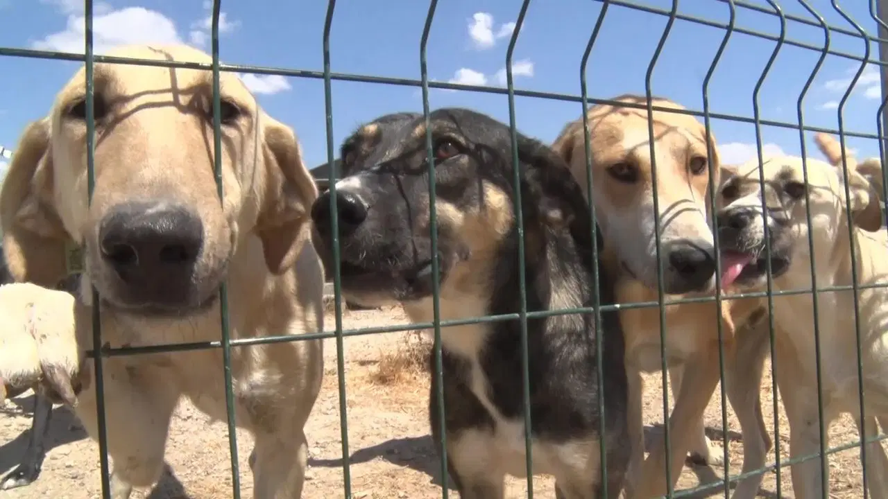 Animal Rights Violations Highlight Lack of Accountability