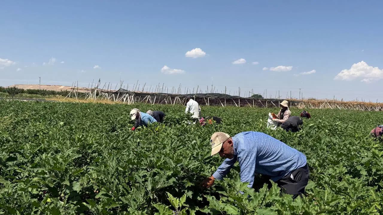 Harvest Season Begins for Stuffed Eggplants in Gaziantep