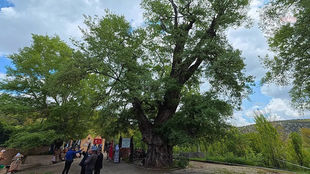 Visitation Ban Imposed on 200-Year-Old Sacred Tree in Yozgat